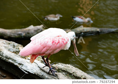 Roseate Spoonbill in Kobe Animal Kingdom Roseate Spoonbill in Kobe Animal Kingdom 79287294