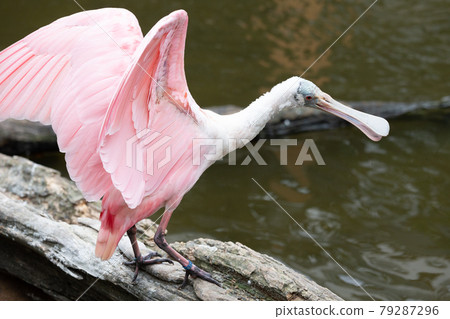 Roseate Spoonbill in Kobe Animal Kingdom Roseate Spoonbill in Kobe Animal Kingdom 79287296