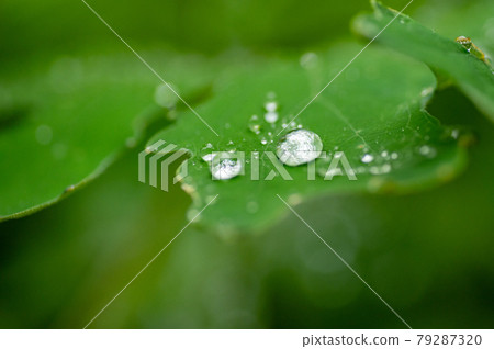 雨季樹葉上的水球 雨季樹葉上的水球 79287320