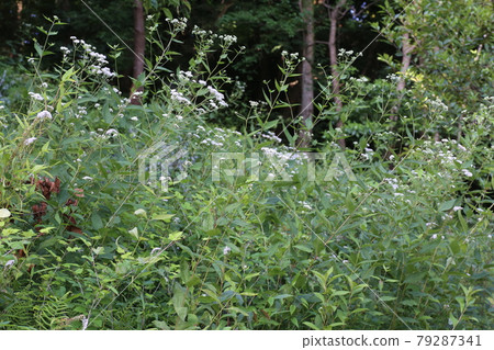 Eupatorium makinata blooming beside the forest road 79287341