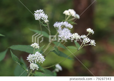 Eupatorium makinata blooming beside the forest road 79287343