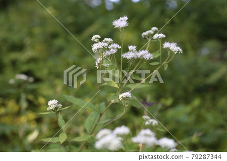Eupatorium makinata blooming beside the forest road 79287344