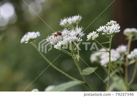 Eupatorium makinata blooming beside the forest road 79287346