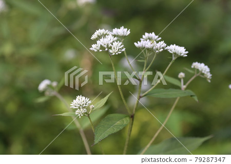 Eupatorium makinata blooming beside the forest road 79287347