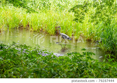 Gray heron in Shakujii Park 79287444