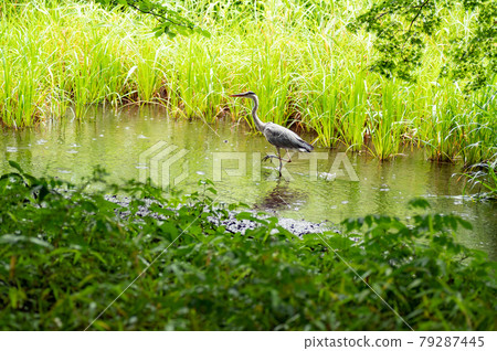 Gray heron in Shakujii Park Gray heron in Shakujii Park 79287445