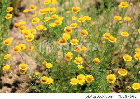 Dyers chamomile flowers 79287562