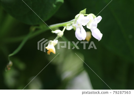 Small white bean flower 79287563