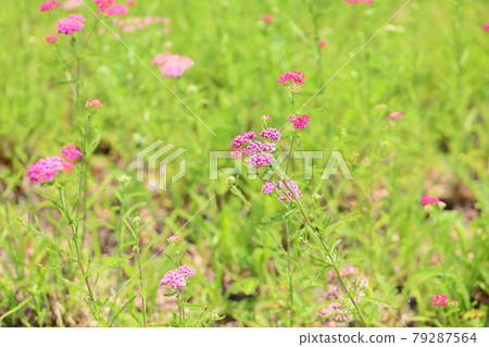 Flowers of Simopocillium 79287564