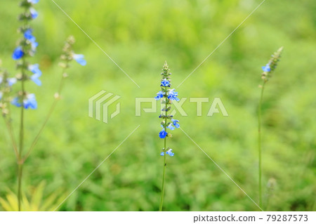 Flower of Salvia Uriginosa 79287573