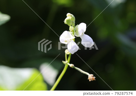 Small white bean flower 79287574