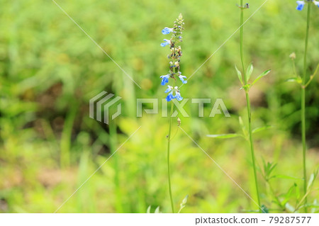 Salvia Uriginosa花 79287577