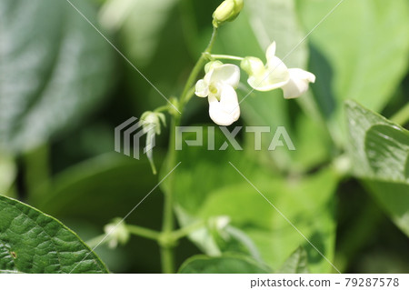 Small white bean flower Small white bean flower 79287578