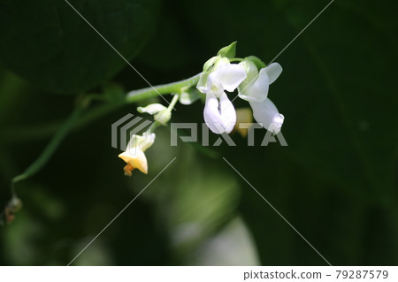 小白豆花 79287579