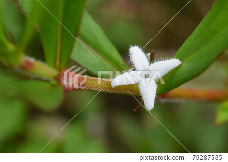 Meriken Mugra 79287585