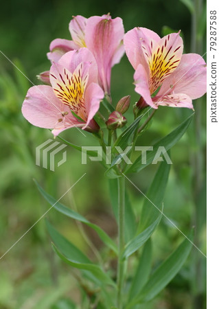 fair flowers fair plants Felicity Fair  Singing Tree Gardens Nursery