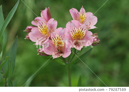 Uniquely colored bulbous plant, alstroemeria... - Stock Photo [79287589] -  PIXTA