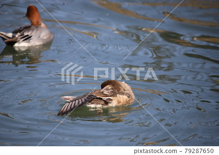 鴨子美容 79287650