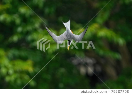 Little tern dive for food on the greenback 79287708