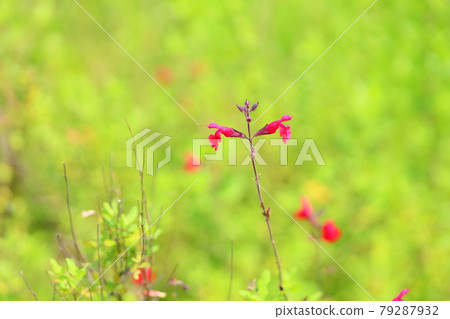 Cherry sage flowers Cherry sage flowers 79287932