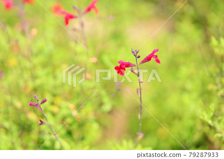 櫻桃鼠尾草花 櫻桃鼠尾草花 79287933