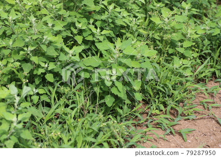 White goosefoot that grows in fields and roadsides White goosefoot that grows in fields and roadsides 79287950