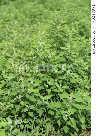 White goosefoot that grows in fields and roadsides White goosefoot that grows in fields and roadsides 79287951