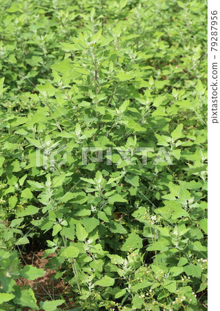 生長在田野和路邊的白色鵝掌 79287956