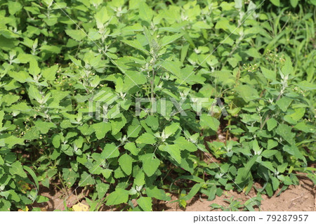 生長在田野和路邊的白色鵝掌 生長在田野和路邊的白色鵝掌 79287957