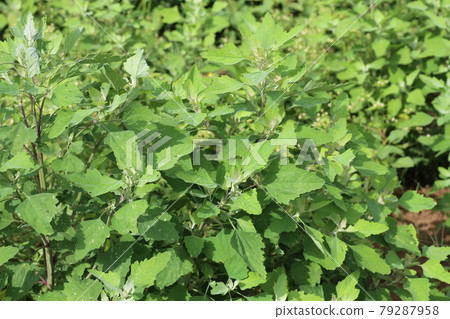 生長在田野和路邊的白色鵝掌 79287958