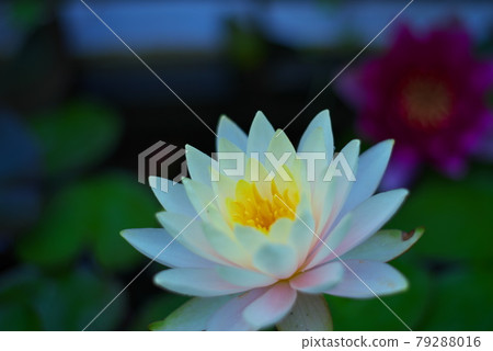 Flowers blooming in spring Flowers blooming in spring 79288016