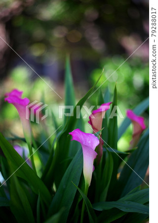 Flowers blooming in spring 79288017