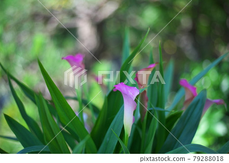 Flowers blooming in spring 79288018