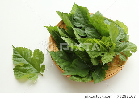 Mulberry leaves 79288168