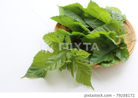 Mulberry leaves 79288172