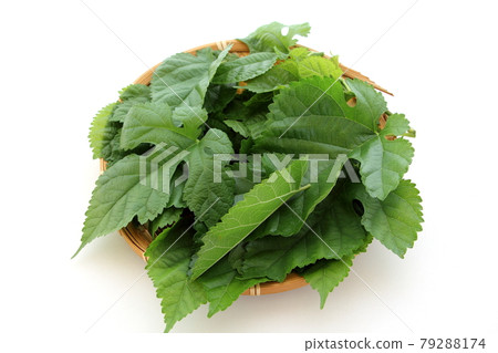 Mulberry leaves 79288174