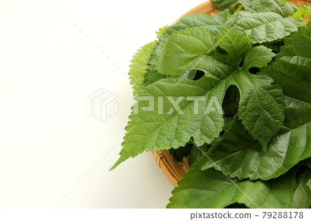桑葉 79288178