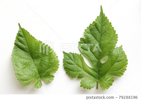 Mulberry leaves 79288196