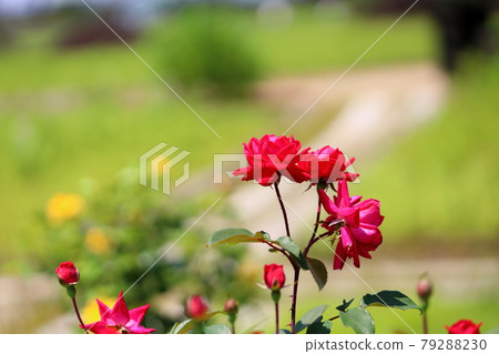Roses 79288230