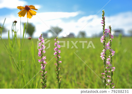 Spiranthes sinensis blooming on the lawn of the park 79288231