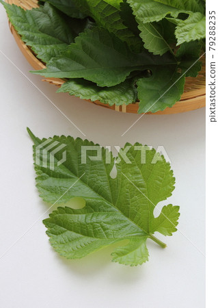 桑葉 79288235