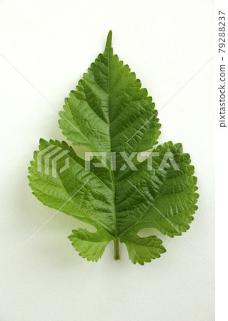 桑葉 79288237