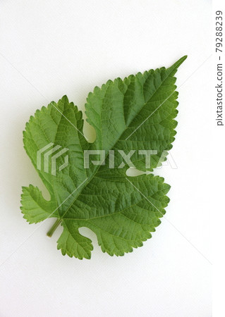 Mulberry leaves 79288239