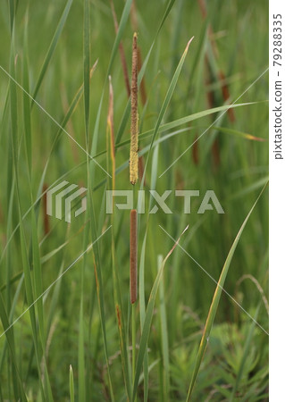 Cattail flowers blooming in abandoned paddy fields 79288335