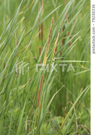 Cattail flowers blooming in abandoned paddy fields 79288336