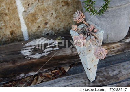 大谷石花瓶裡種著各種美麗可愛的花樹 79288347