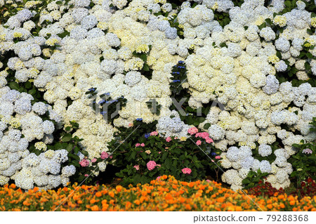 繡球花1263 繡球花1263 79288368