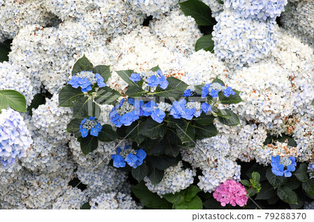 Hydrangea 1379 Hydrangea 1379 79288370