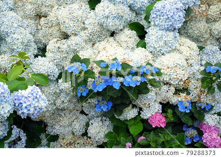 繡球花727 79288373