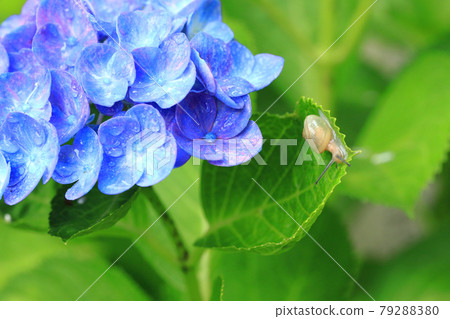 Hydrangea 1620 79288380